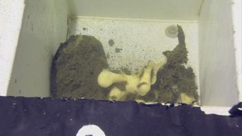 Media type: image;   Invertebrate Zoology 153141 Description: live specimen;
